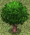 Elin Object Tree Rosewood.png