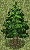 Elin Object Tree Cedar.png